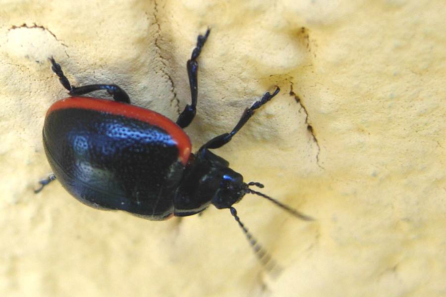 Chrysolina rossia (Coleoptera, Chrysomelidae)
